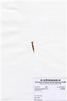 藏品(短尖假羽藻)的圖片